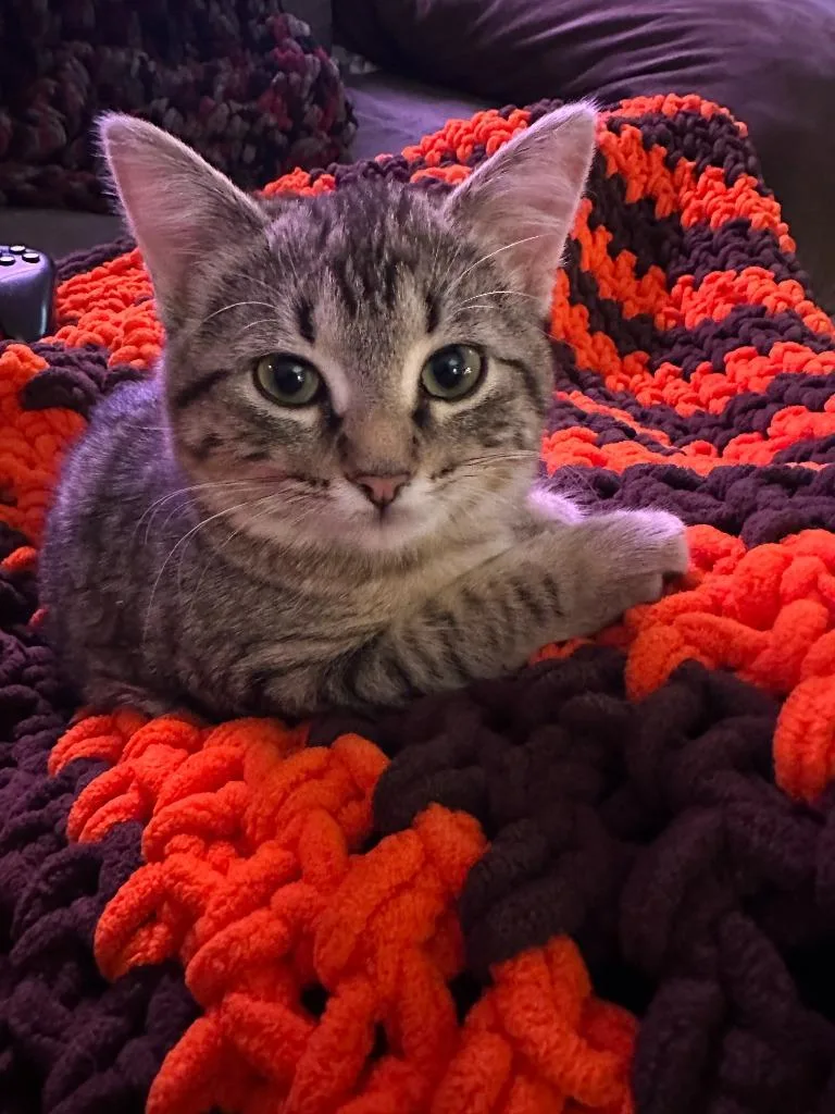 Stevie Nicks thumbnail 4