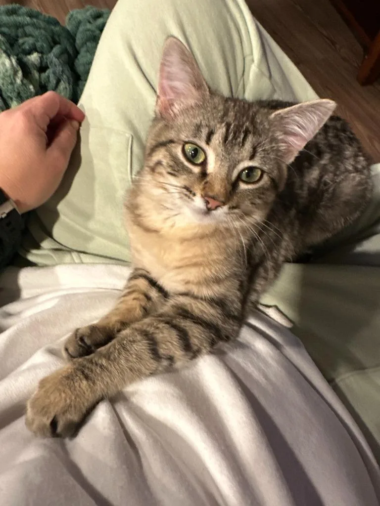 Stevie Nicks thumbnail 5