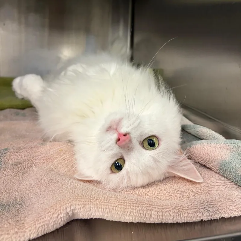 A senior medium-sized male White Domestic Short Hair cat named Houdini for adoption in Pittsburgh, PA
