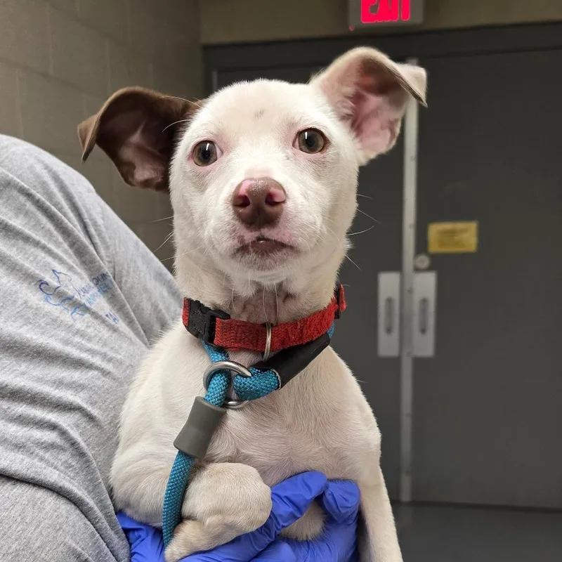 A baby small-sized female Terrier dog named Annabelle for adoption in Concord, NC