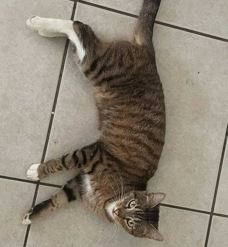 An adult medium-sized male Tabby cat named Sweetie for adoption in Oakland Park, FL