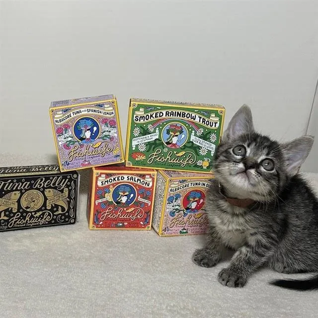 A baby small-sized female Domestic Short Hair cat named Willow for adoption in Camarillo, CA