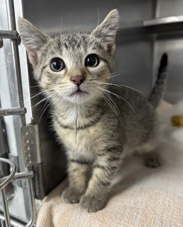 A baby small-sized male Domestic Short Hair cat named Tiger for adoption in Richmond, VA