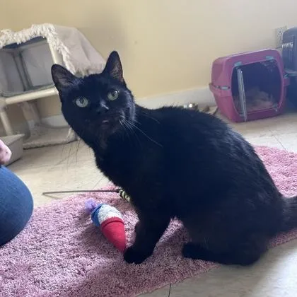 A senior medium-sized female Domestic Short Hair cat named Acorn for adoption in East Montpelier, VT