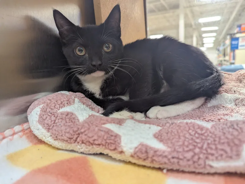 A young small-sized female Domestic Short Hair cat named Leonor for adoption in Seven Valleys, PA