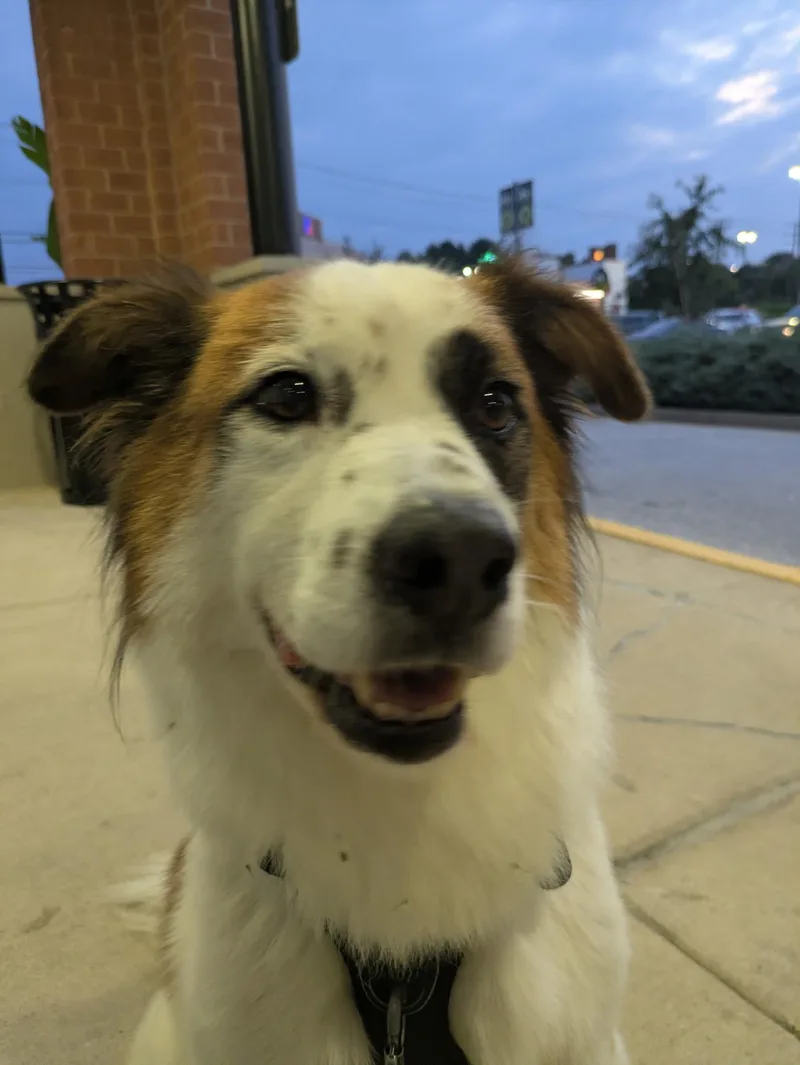 Bernie