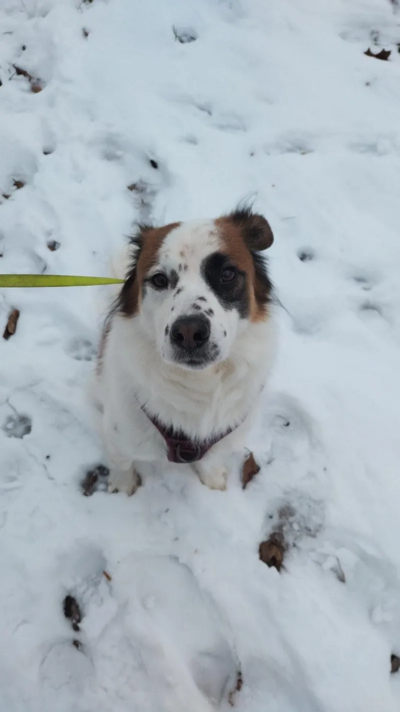 Bernie thumbnail 2
