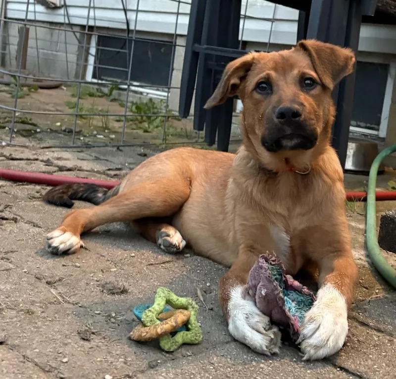 A baby large-sized male Labrador Retriever dog named Roco for adoption in Columbus, OH