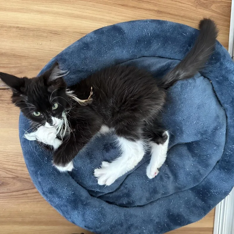 A young small-sized male Black Domestic Short Hair cat named Sutton for adoption in Santa Barbara, CA
