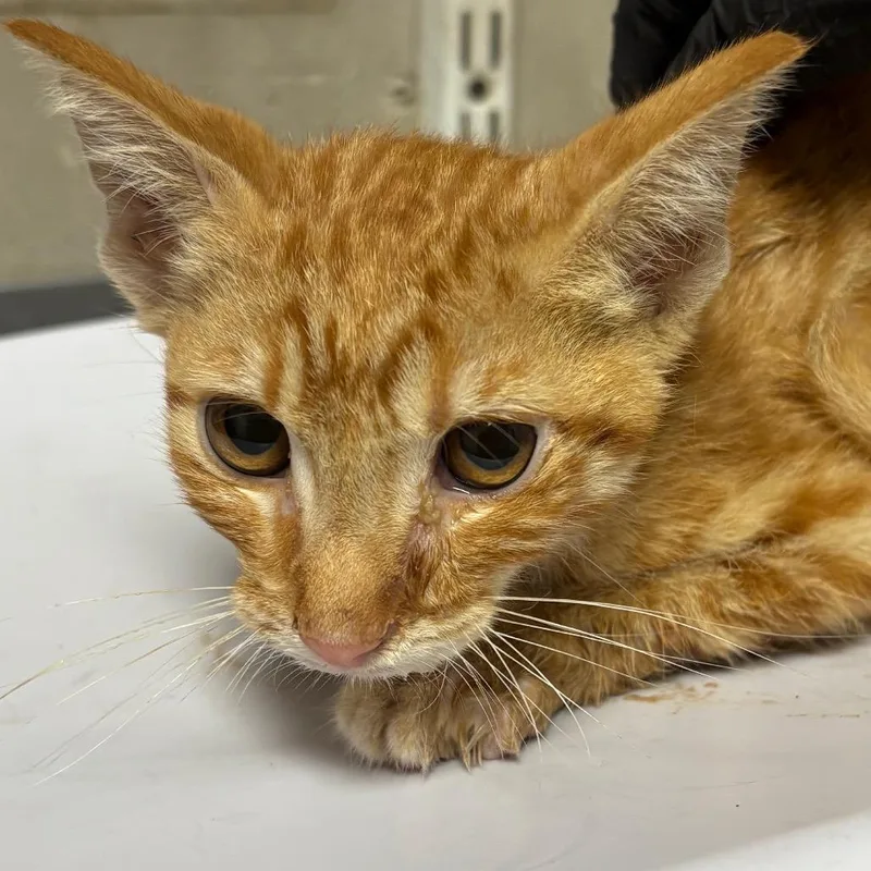 A baby small-sized male Orange / Red Domestic Short Hair cat named Mario for adoption in Yuma, AZ