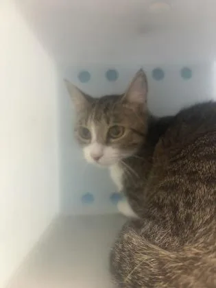 A young medium-sized female Domestic Medium Hair cat named Queen for adoption in Daytona Beach, FL