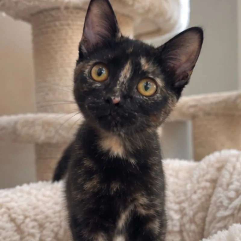 A baby small-sized female Tortoiseshell Domestic Short Hair cat named Pebbles for adoption in Jupiter, FL