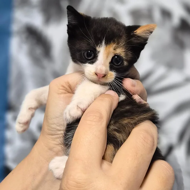 A baby small-sized female Tortoiseshell Domestic Short Hair cat named Kinley for adoption in Wahiawa, HI