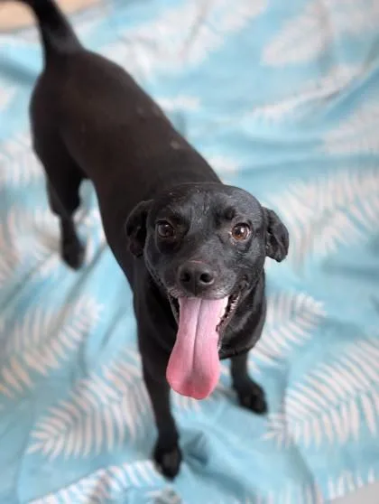 An adult medium-sized male Terrier dog named Phil for adoption in Gulfport, MS