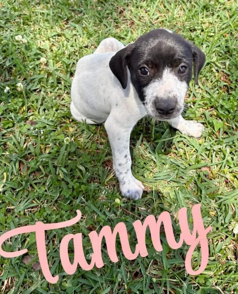 Tammy