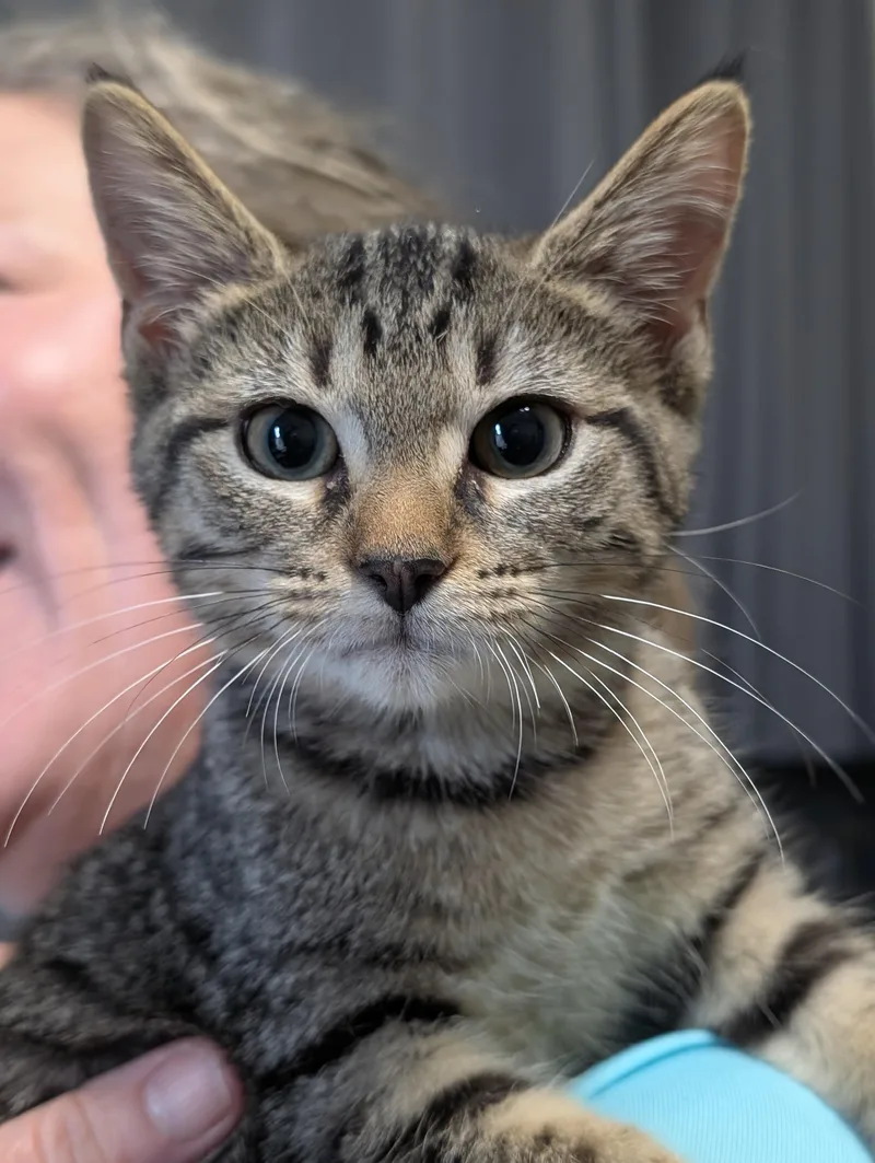 A baby medium-sized female Tabby (Gray / Blue / Silver) Domestic Short Hair cat named Bijou for adoption in Tilton, IL