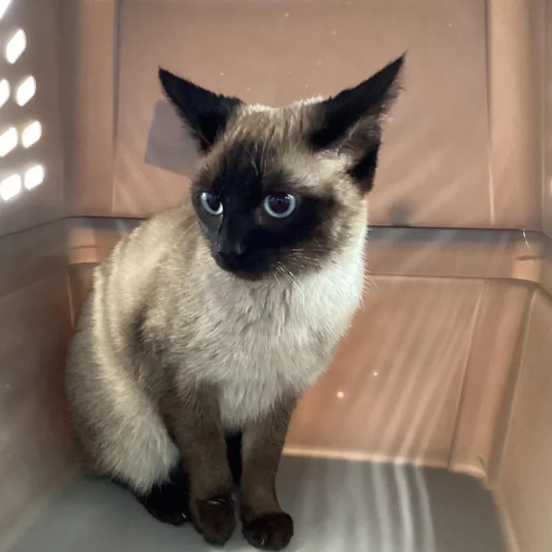 A young medium-sized female Brown / Chocolate Siamese cat named Akasha for adoption in Montgomery, AL