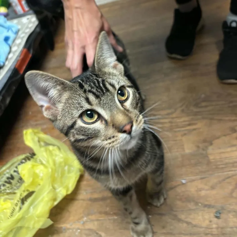 A young medium-sized male Brown / Chocolate Domestic Short Hair cat named Franklin for adoption in Shawnee, KS