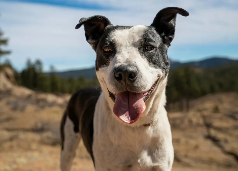 An adult medium-sized female Tricolor (Brown, Black, & White) Shepherd dog named Lily for adoption in Lafayette, CO