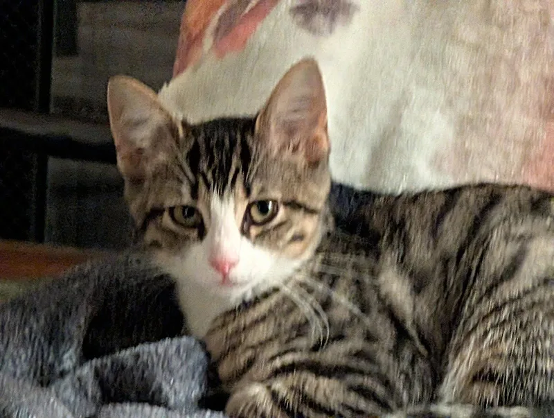 A baby medium-sized female Domestic Short Hair cat named Betsy for adoption in Cincinnati, OH