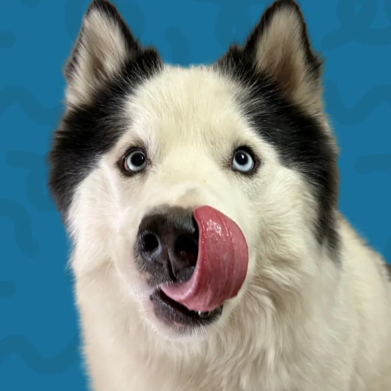 An adult medium-sized male Siberian Husky dog named Snowy for adoption in Reno, NV