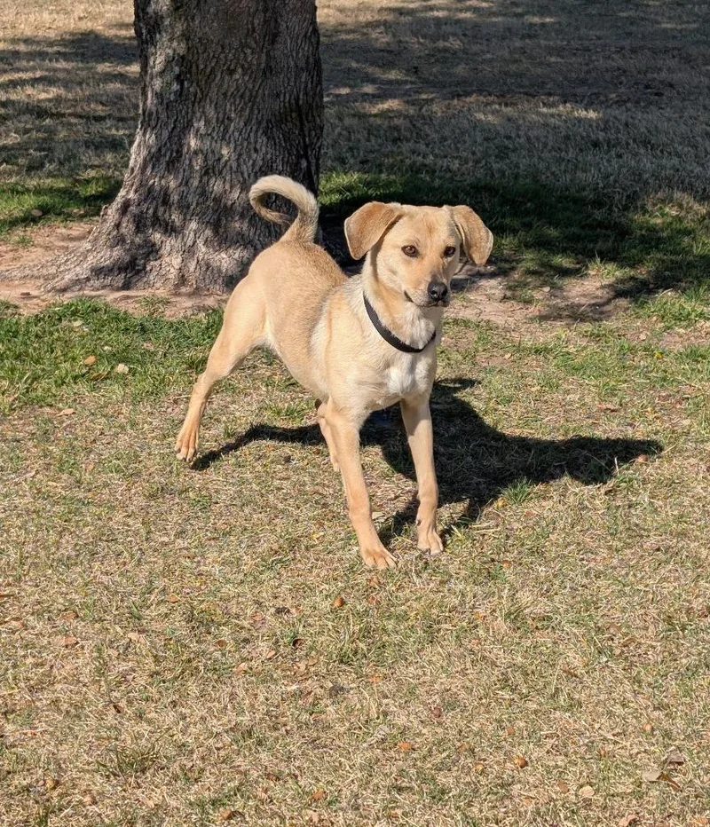 An adult medium-sized female Labrador Retriever dog named Roxy for adoption in Arlington, TX