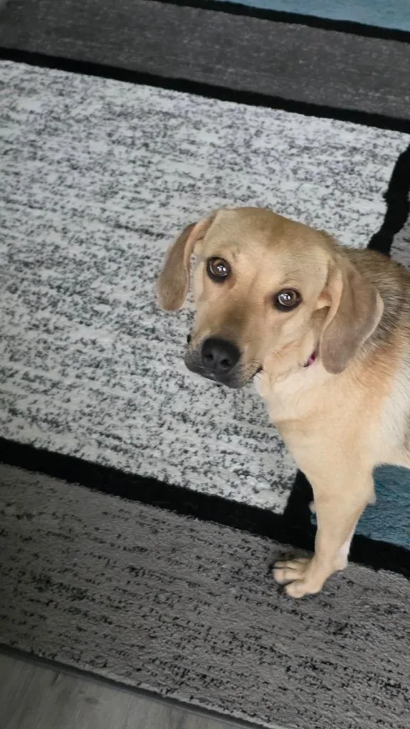 Roxy thumbnail 4