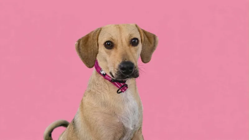 Roxy thumbnail 6