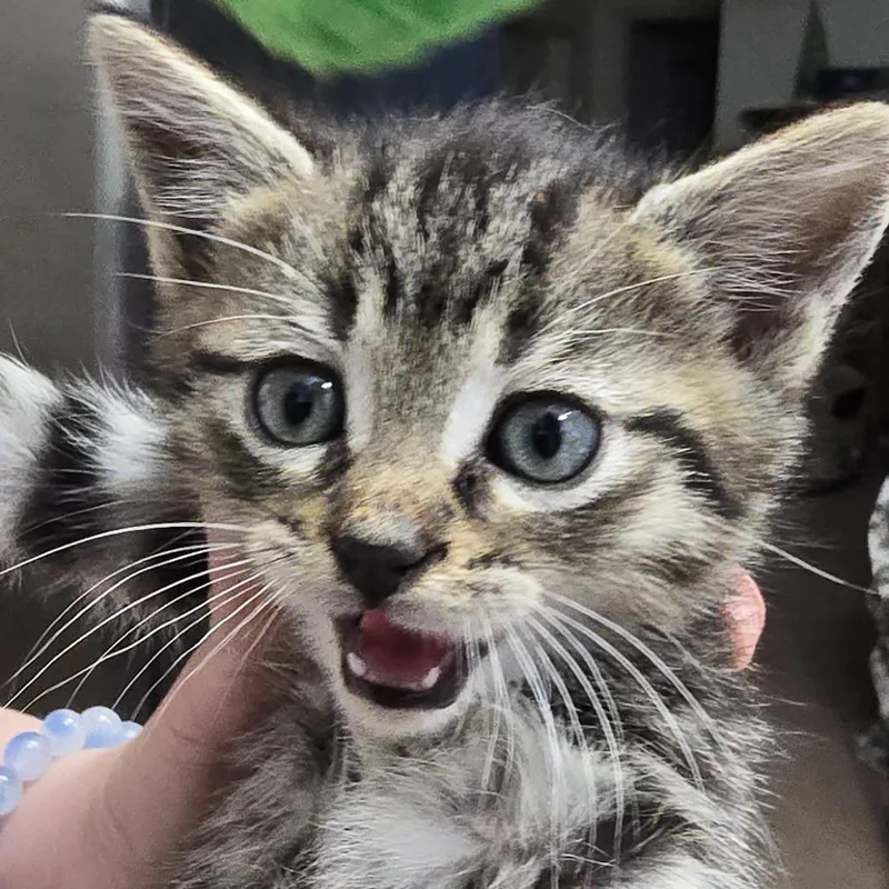 A baby small-sized male Brown / Chocolate Domestic Short Hair cat named Elijah In Chestertown  for adoption in Alexandria, VA