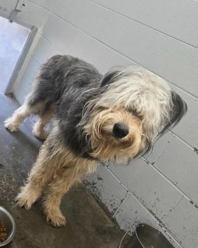 A young large-sized male Mixed Breed dog named Humperdink for adoption in Chickamauga , GA