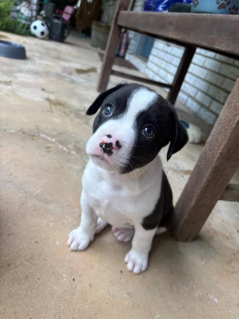 Elmer