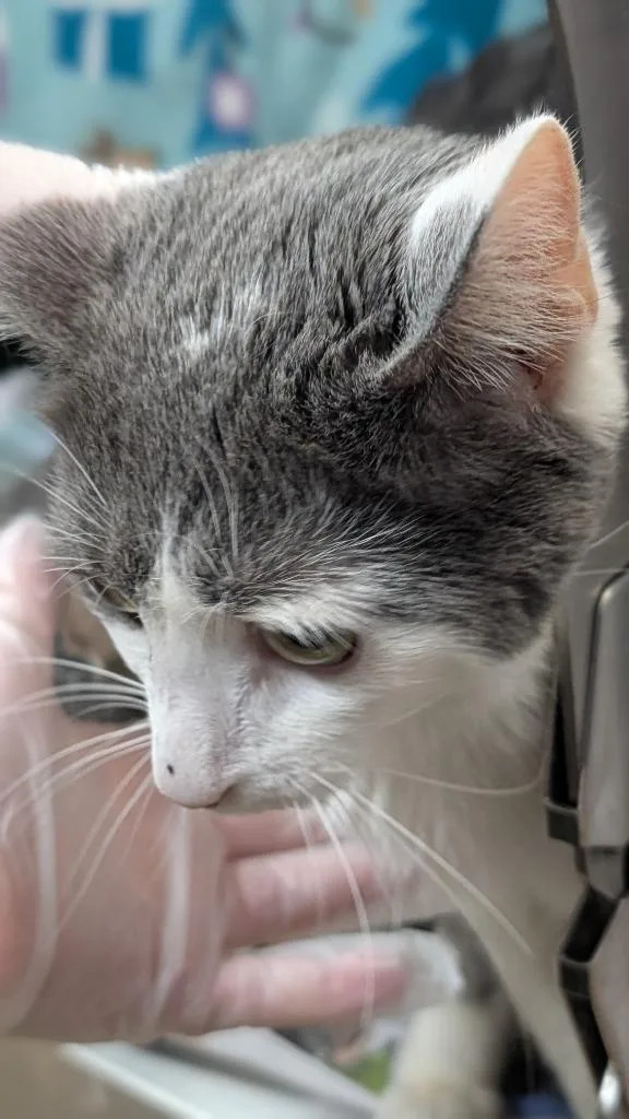 An adult medium-sized male Domestic Short Hair cat named Garth for adoption in Cincinnati, OH