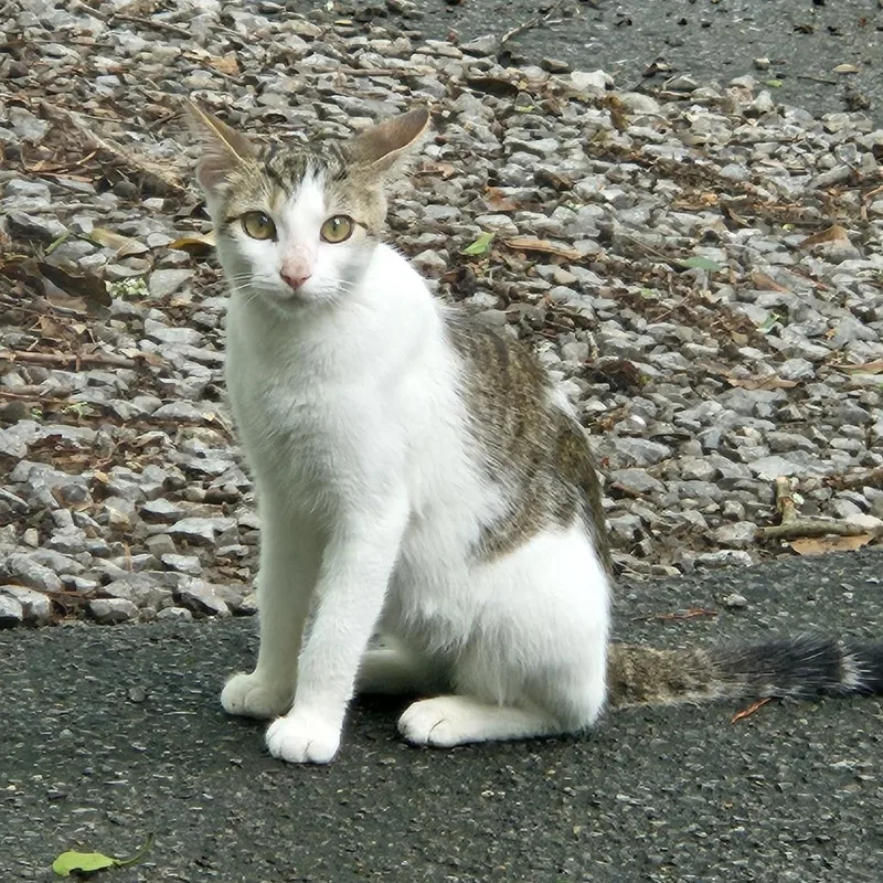 A young medium-sized female White Domestic Short Hair cat named Winter for adoption in Birmingham, AL