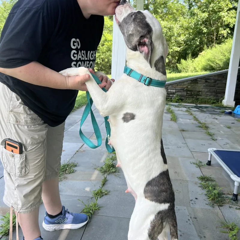 An adult medium-sized female Gray / Blue / Silver Mixed Breed dog named Lola for adoption in New York, NY