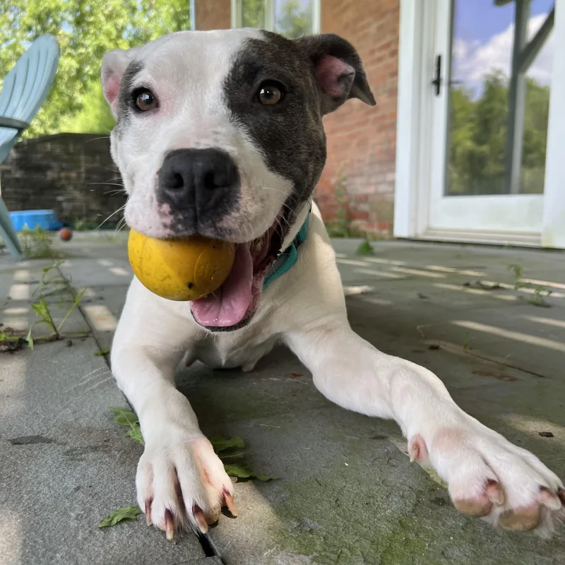 Lola thumbnail 4