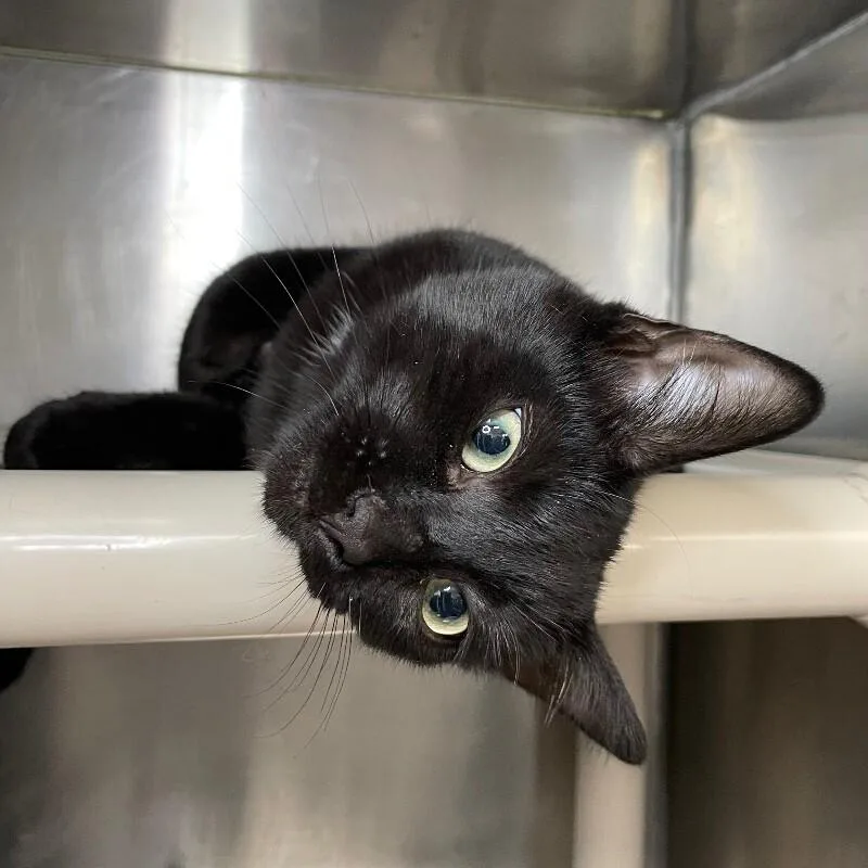 A young medium-sized female Domestic Short Hair cat named Sneezy for adoption in Roanoke, VA