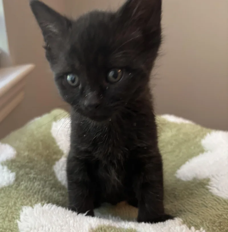 A baby medium-sized male Domestic Short Hair cat named Robby for adoption in Macomb, MI