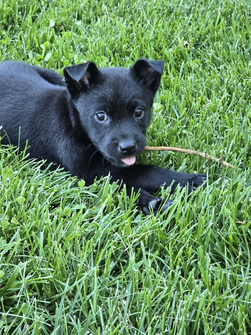 A baby medium-sized male Labrador Retriever dog named Fred for adoption in Barnhart, MO