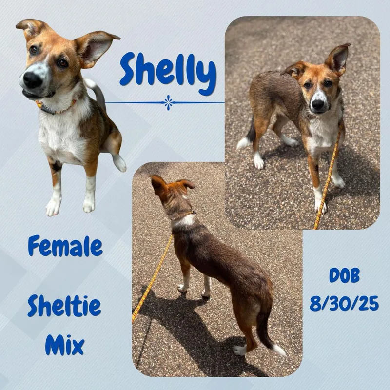 A young medium-sized female Tricolor (Brown, Black, & White) Shetland Sheepdog / Sheltie dog named Shelly for adoption in Caldwell, TX