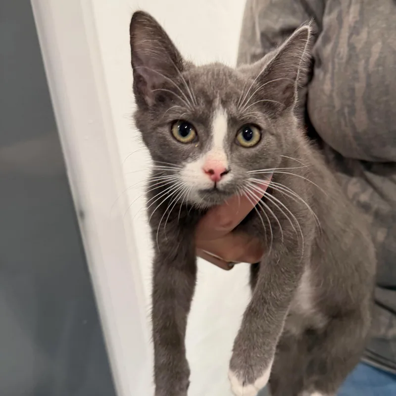 A baby small-sized male Gray / Blue / Silver Domestic Short Hair cat named Monty for adoption in Bryson City, NC