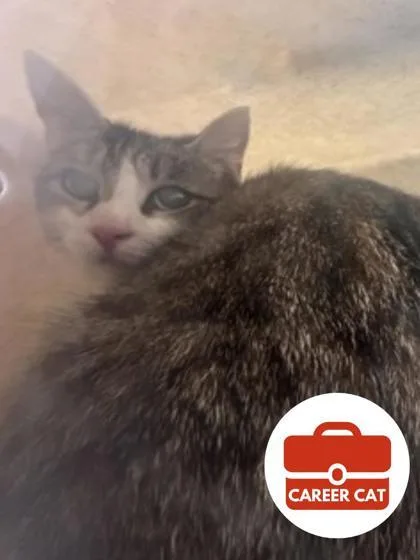 An adult small-sized female Domestic Short Hair cat named Juno for adoption in Roseville, CA
