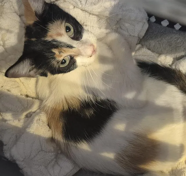 A young medium-sized female Domestic Medium Hair cat named Saddie for adoption in San Antonio, TX