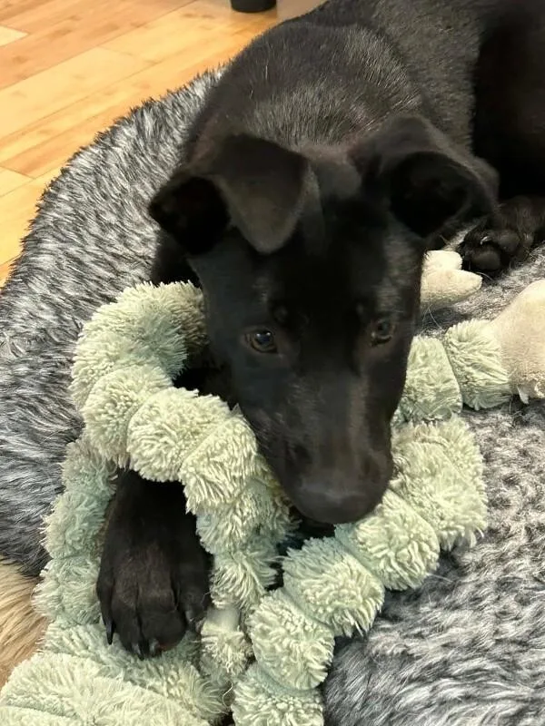 A young large-sized male German Shepherd Dog dog named Griffin for adoption in Seattle, WA