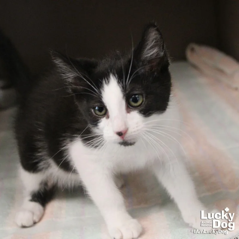 A baby medium-sized female Domestic Short Hair cat named Blathers for adoption in Washington, DC