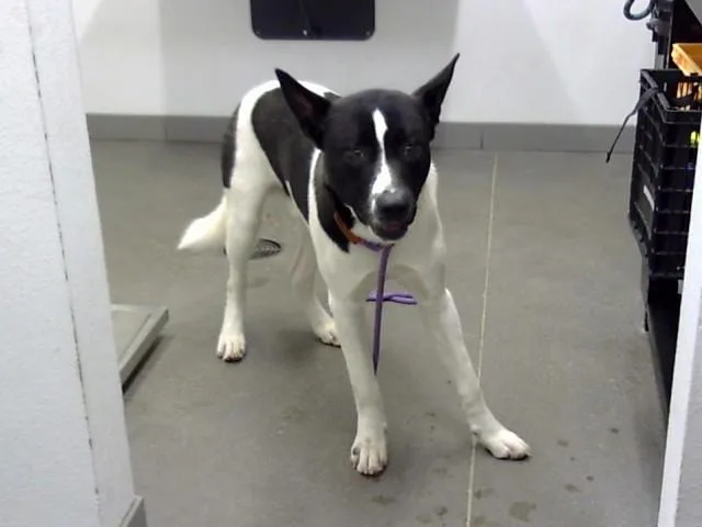 A young large-sized male Akita dog named Sulley for adoption in Mesa, AZ
