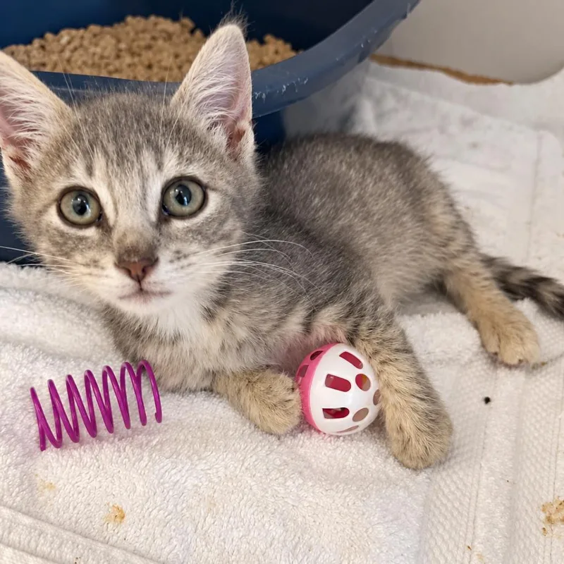 A baby small-sized female Gray / Blue / Silver Domestic Short Hair cat named Nala for adoption in Seminole, FL