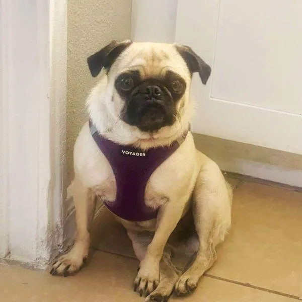 A young small-sized female Yellow / Tan / Blond / Fawn Pug dog named Fancy for adoption in Alvin, TX