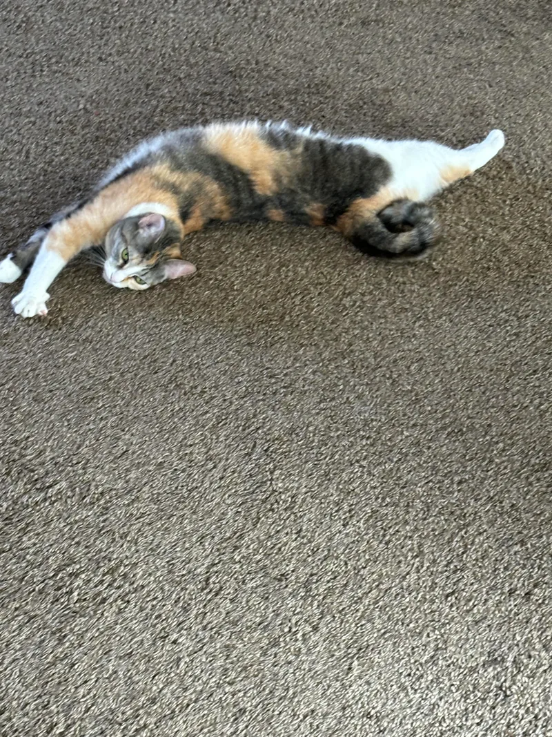 Poncho And Cardi thumbnail 2