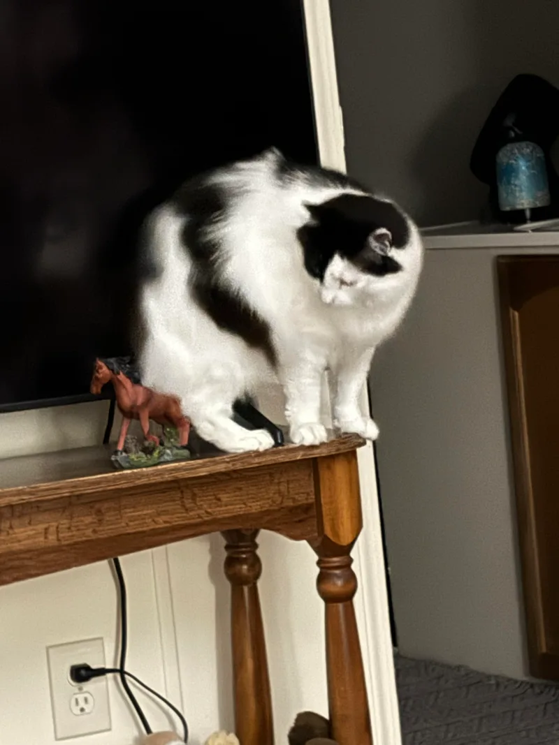 Poncho And Cardi thumbnail 3