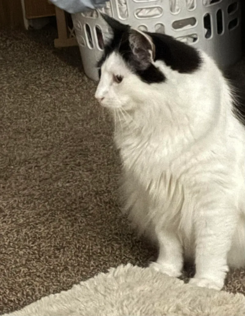 Poncho And Cardi thumbnail 4